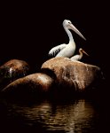 389 - THE ART OF PELICANS - BANERJEE SOUNAK - india